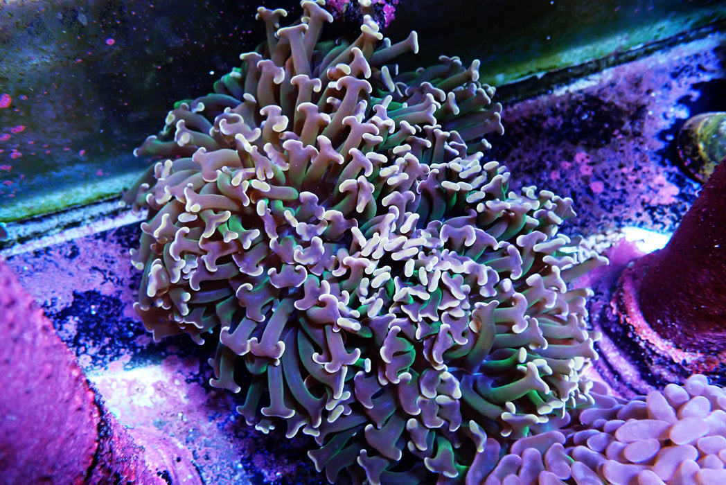 Hammer Pink tipped green stem WA Large