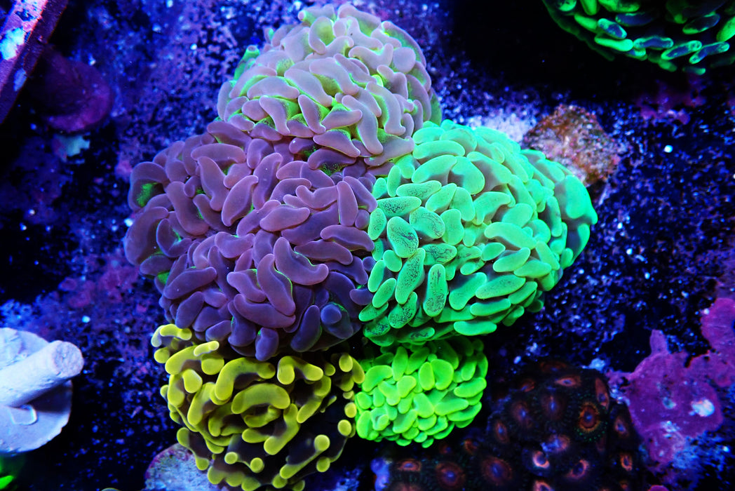 Hammer Garden