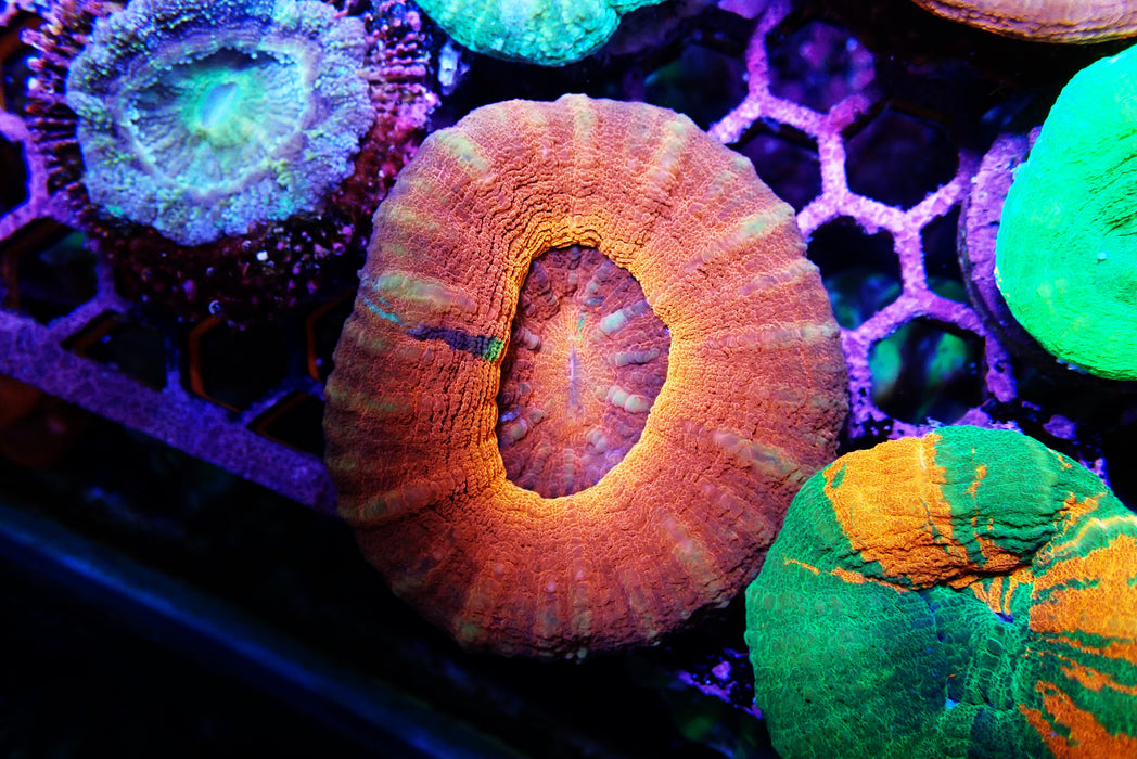 Scoly Unique