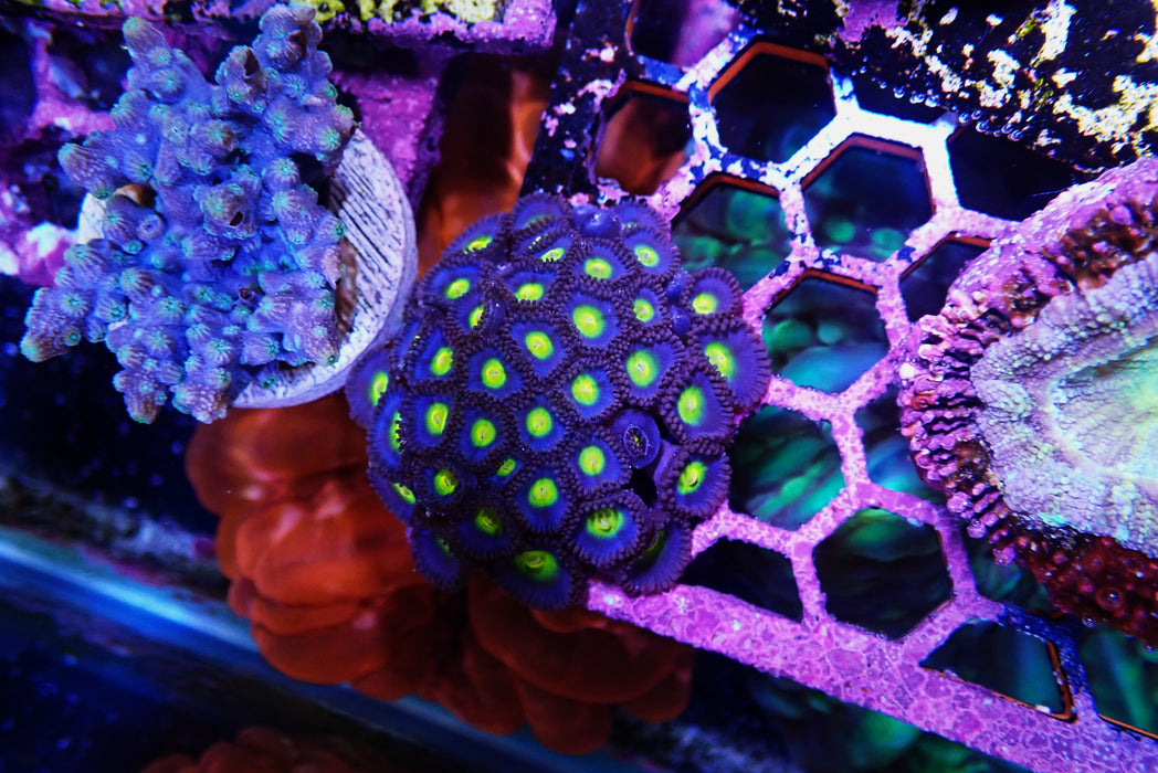 Aoi Zoas large colony