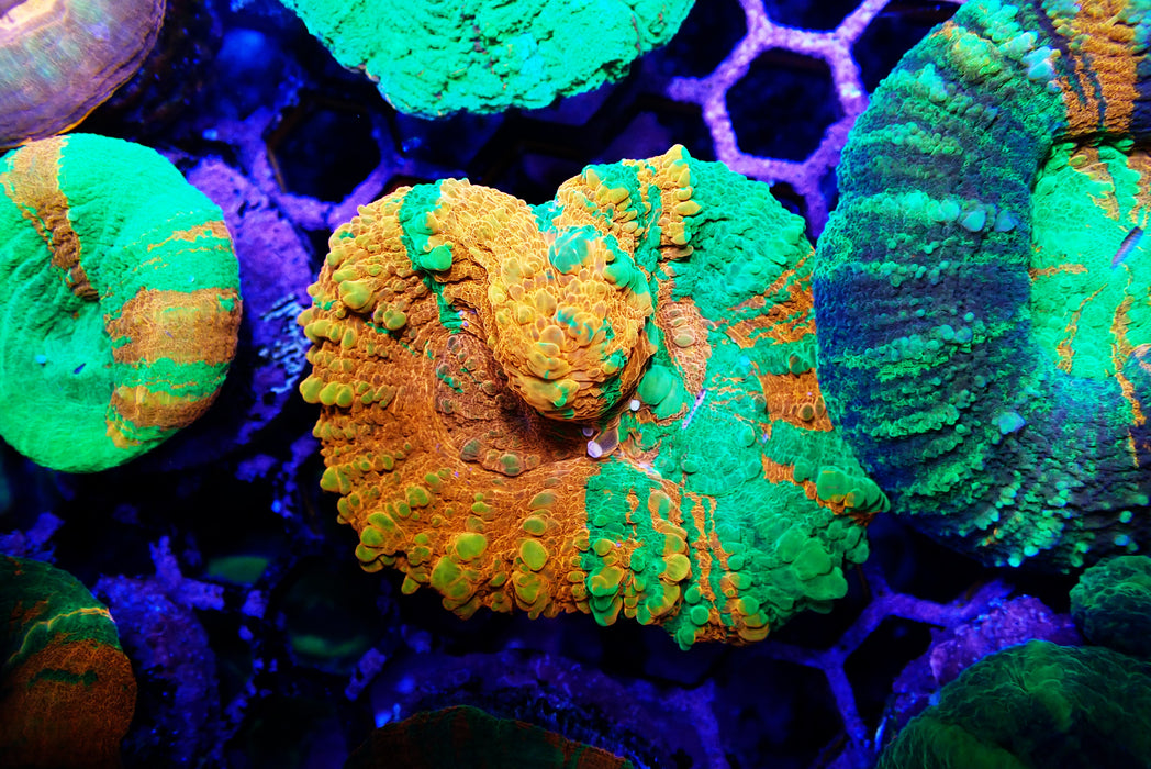 Scoly Unique