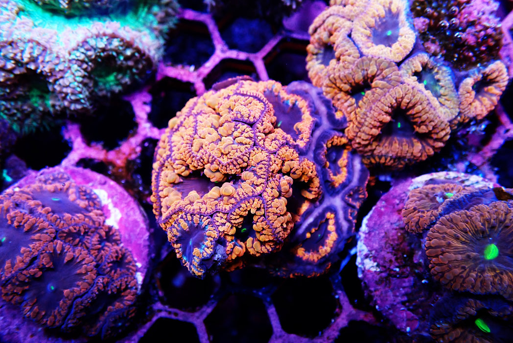 Blasto Frag Medium
