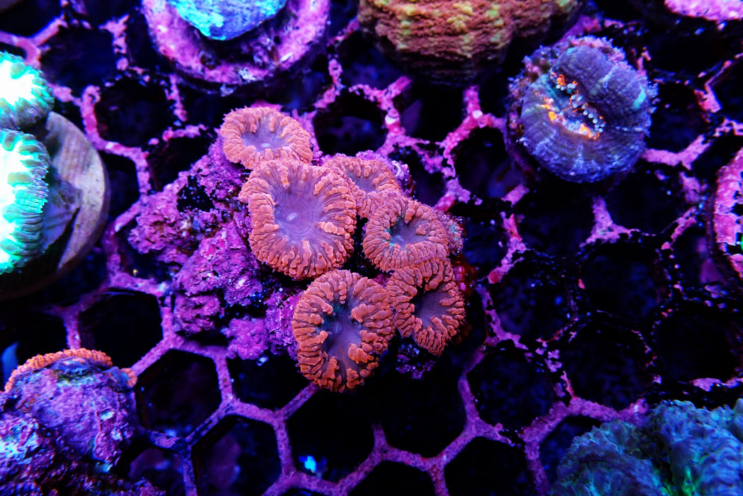 Blasto