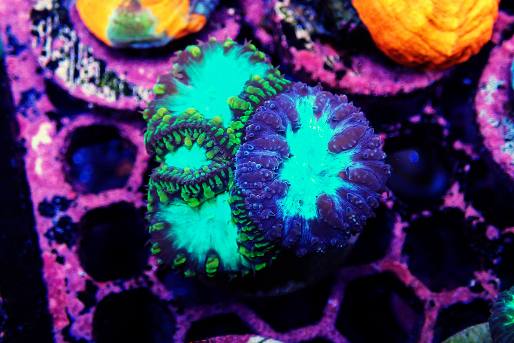 Blasto Unique
