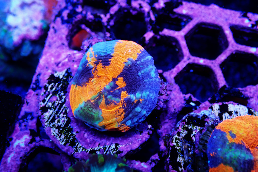 Scoly Frag