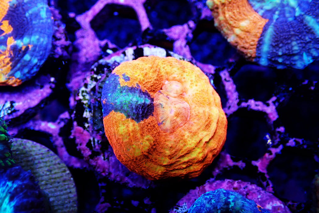Scoly frag