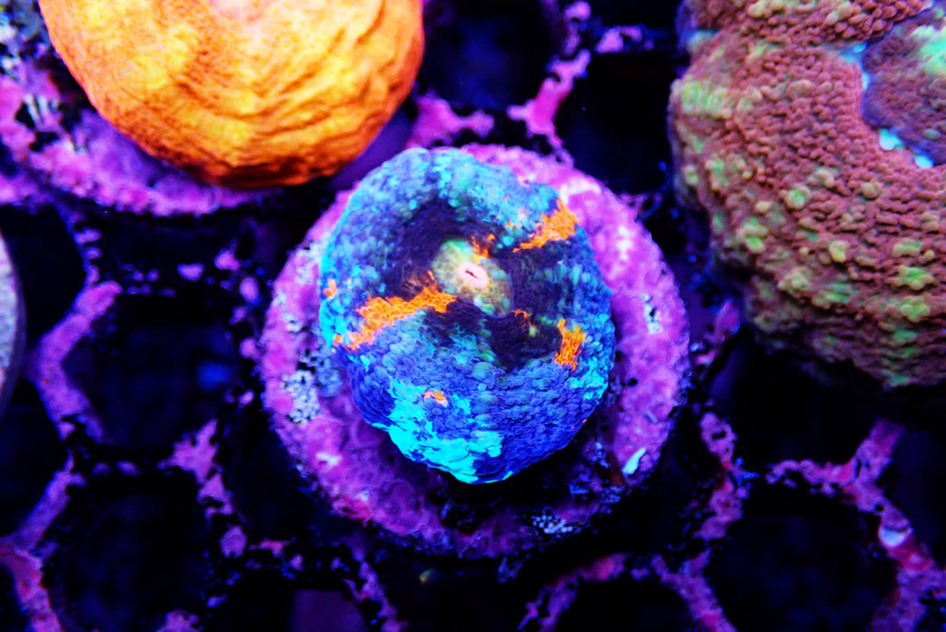 Scoly Frag