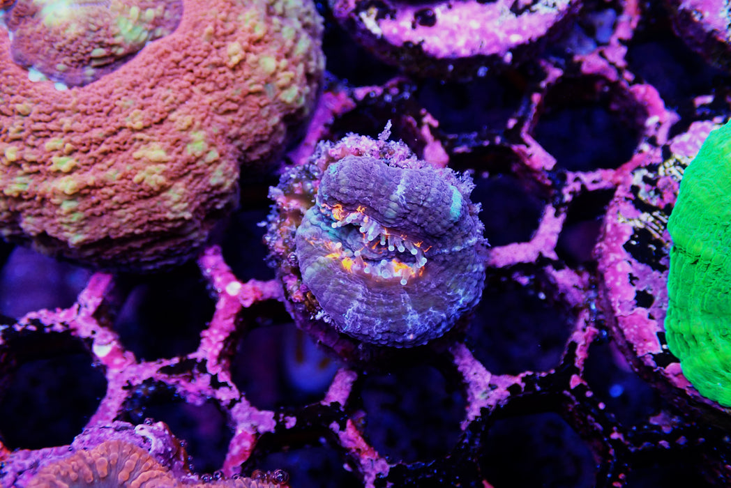Scoly Frag Small
