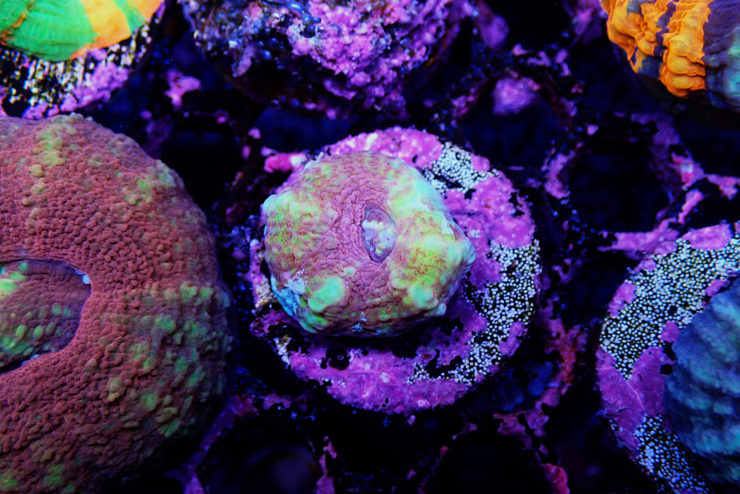 Scoly Frag