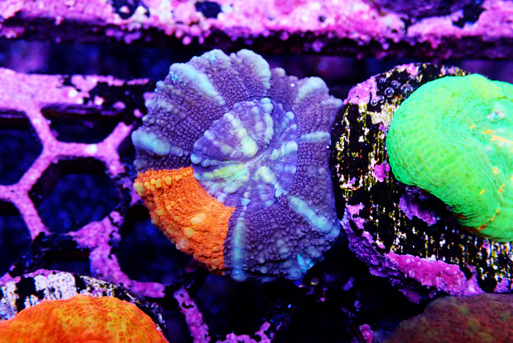 Scoly Frag
