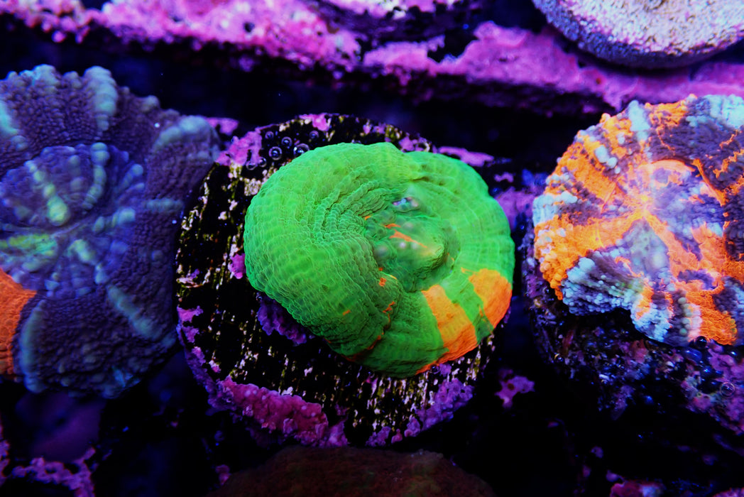Scoly Frag