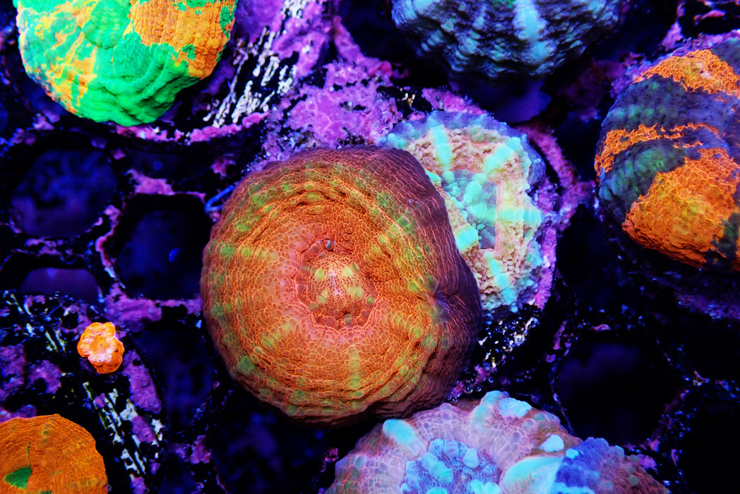 Captive Spawned Scolys
