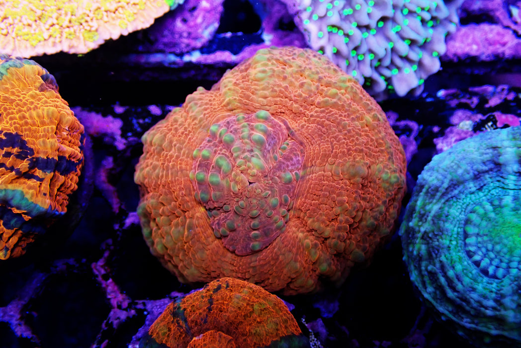 Scoly Frag