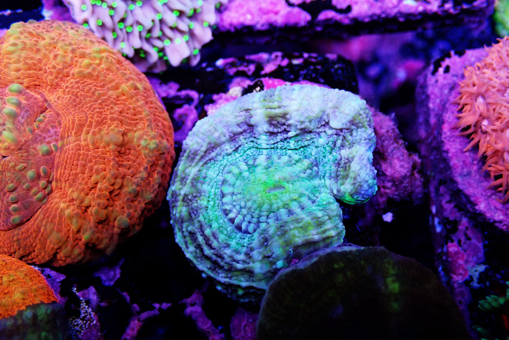 Scoly Frag