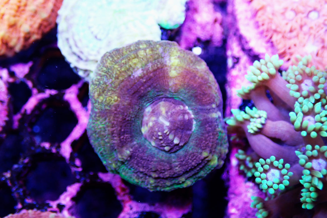 Scoly Frag