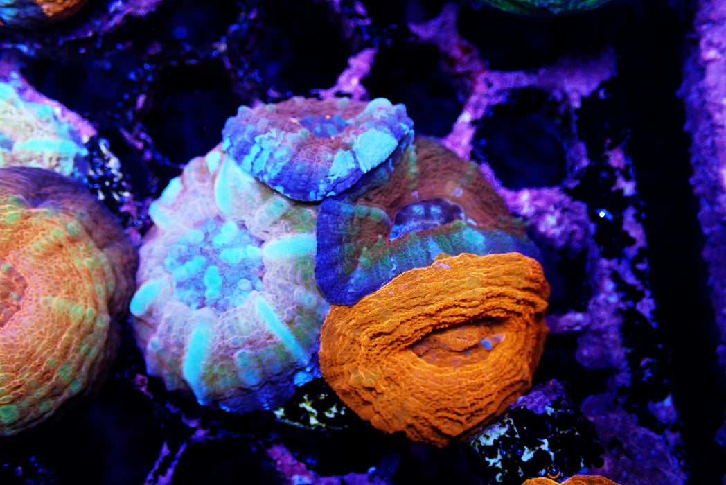 Captive Spawned Scolys