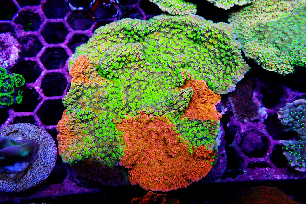 Sunfire montipora Large Show Piece