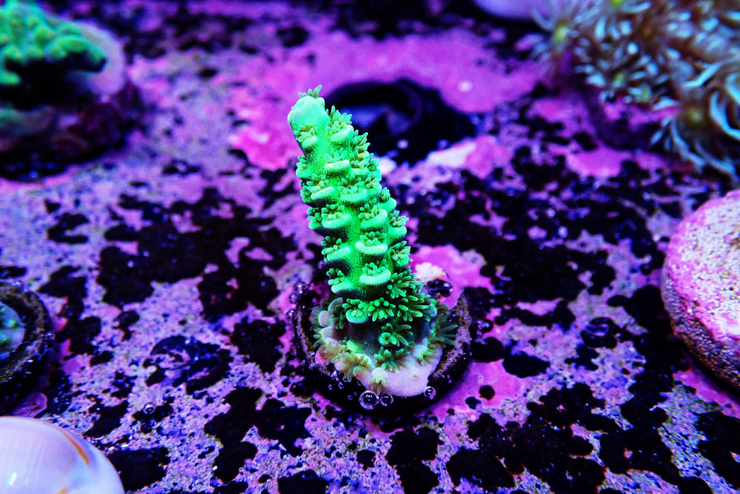 Walt Disney Acropora Small