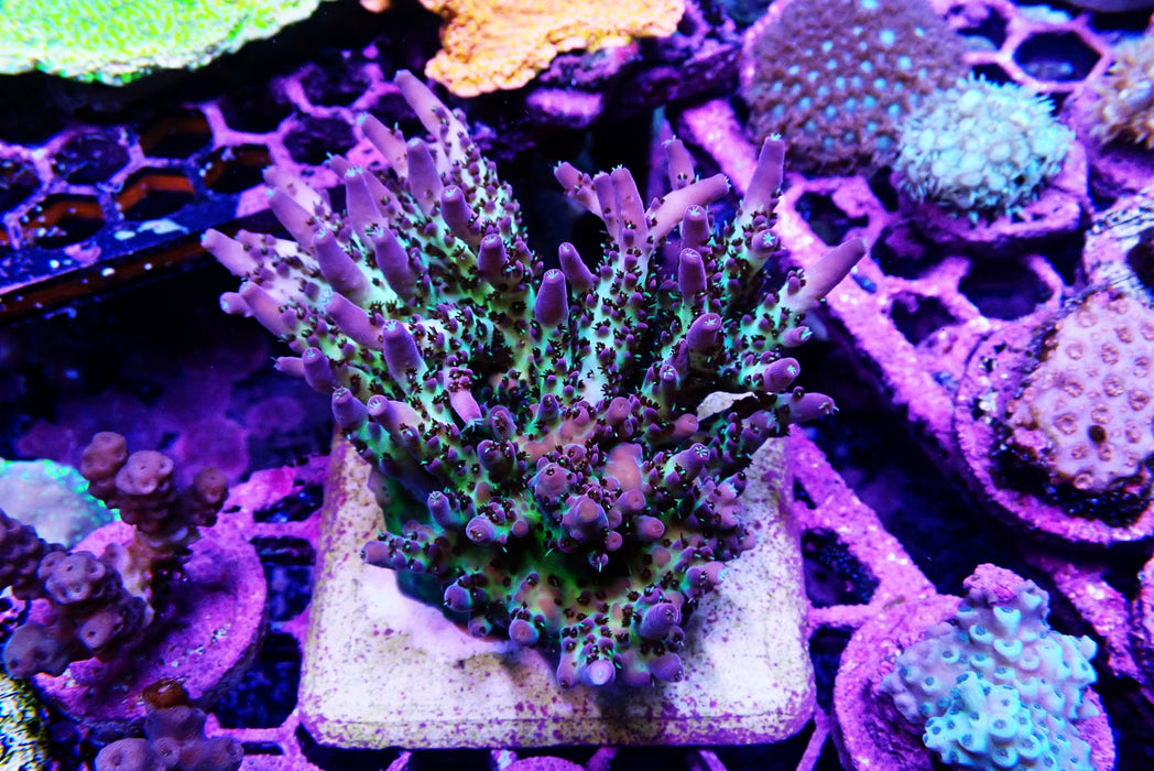 Smooth Skin Acro Frag