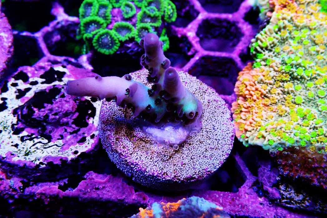 Smooth Skin Acro Frag