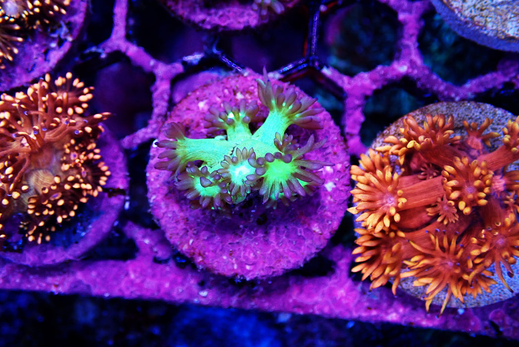 Shaddow Flame Goni Frag