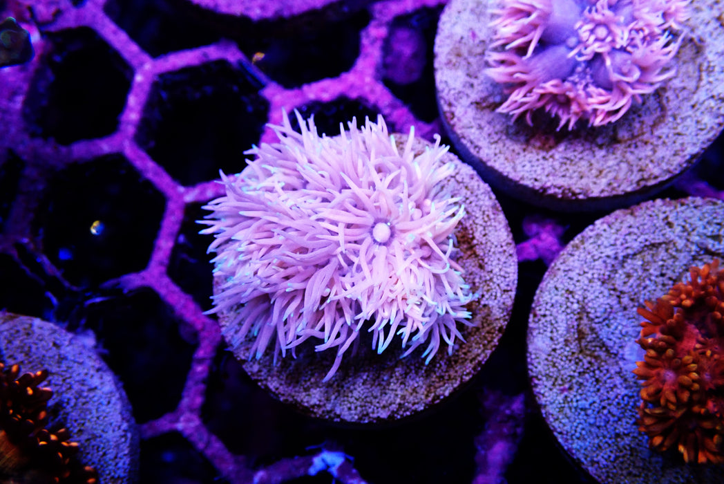 Harlequin Goni Frag