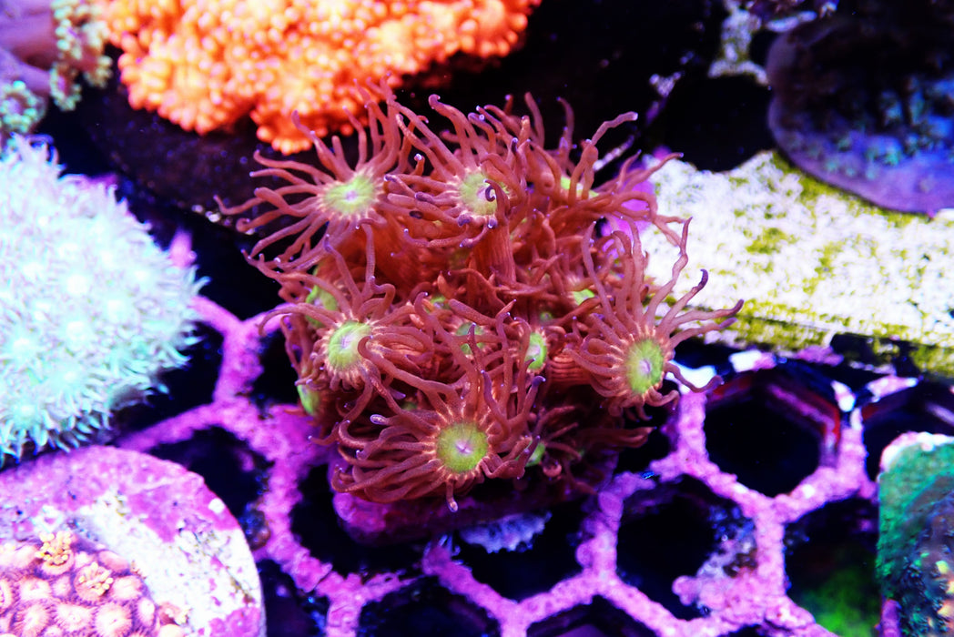 Goni Frag