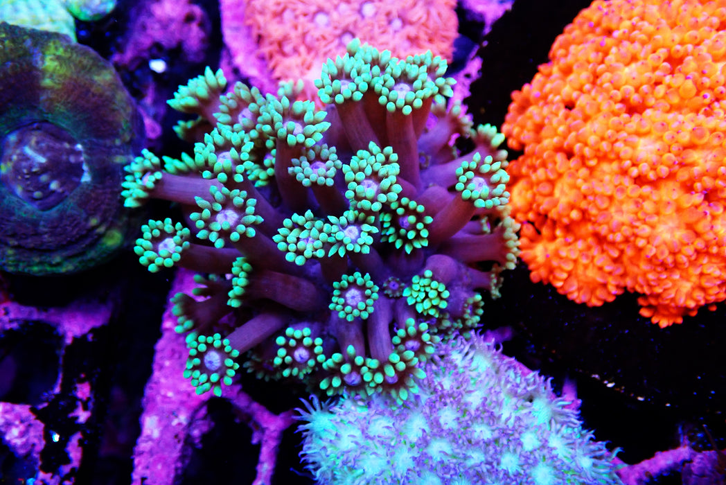 Goni Frag