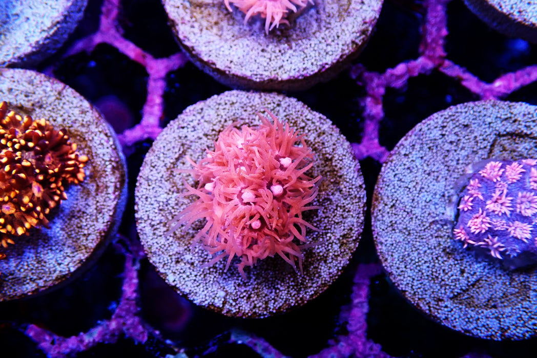 Goni Frag