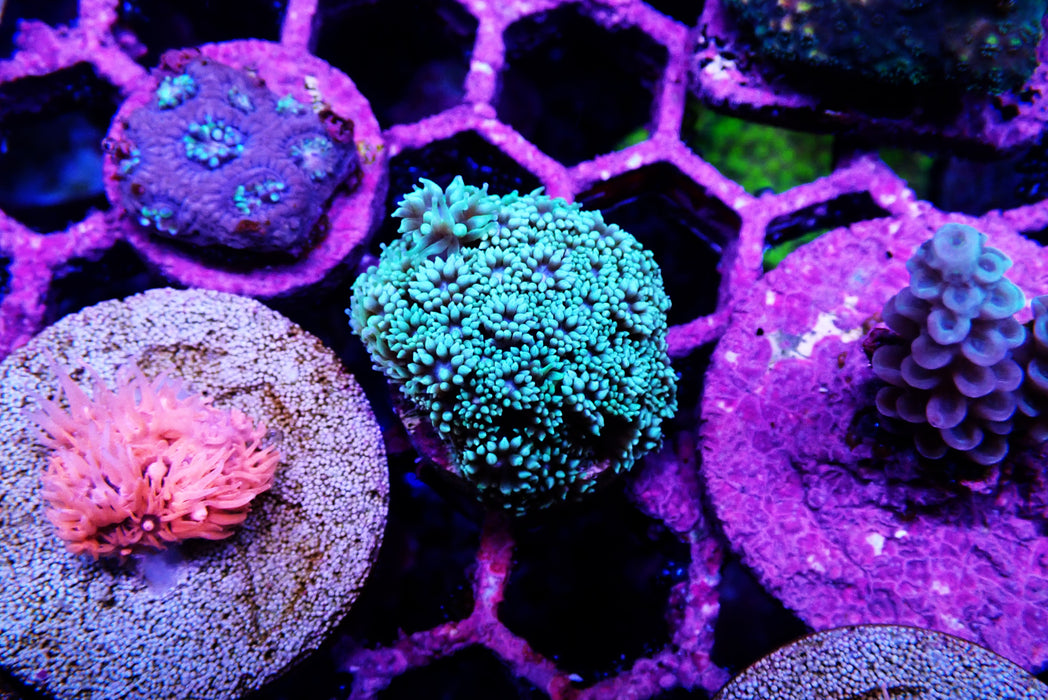 Goni Frag