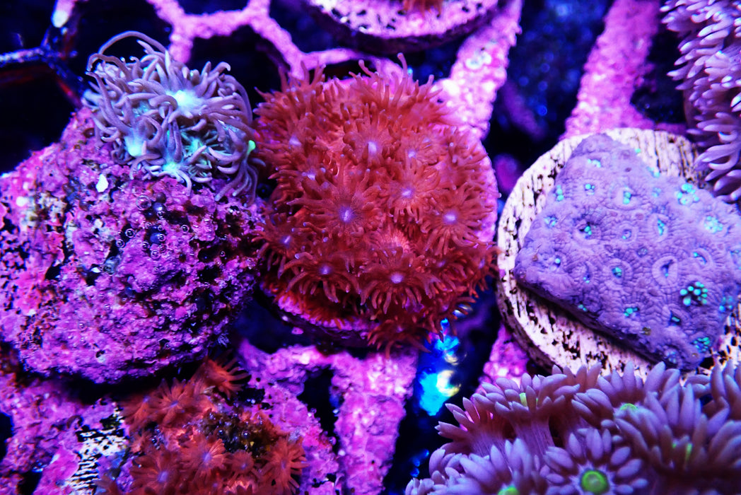 Goni Frag