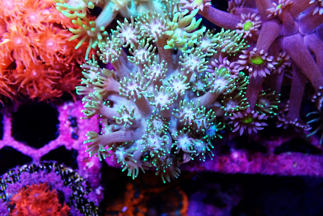 Goni Frag