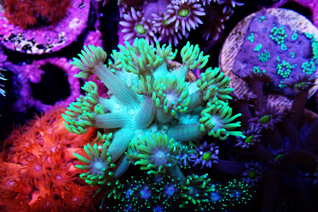 Goni Frag