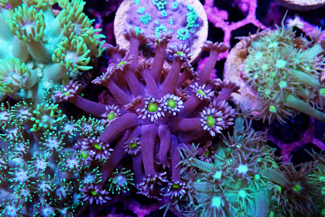 Goni Frag