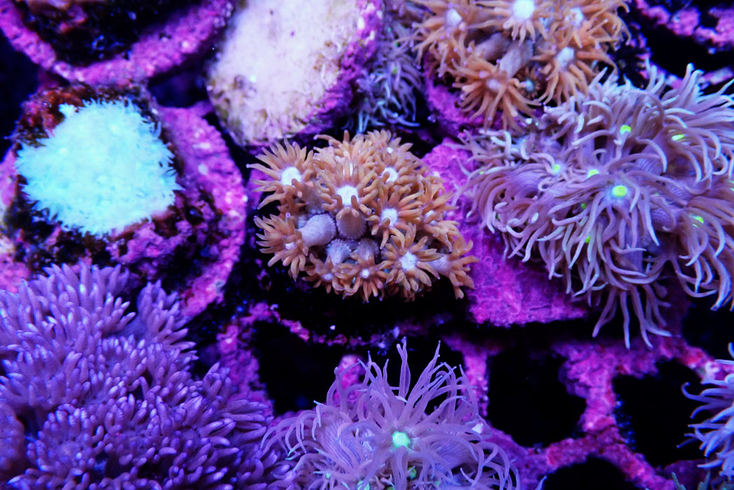 Goni Frag