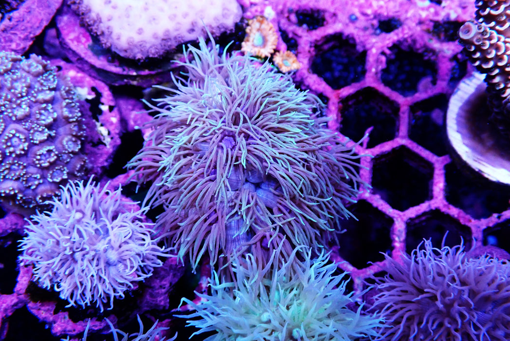 Goni Frag