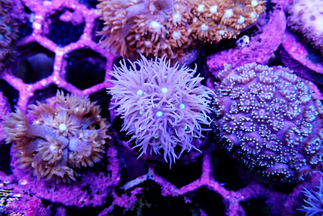 Goni Frag