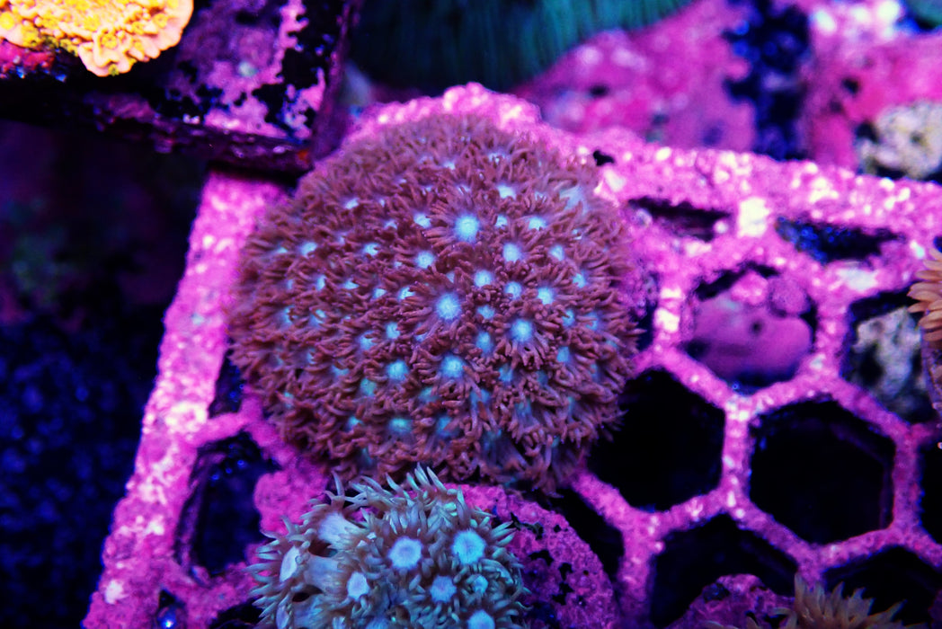 Goni Frag