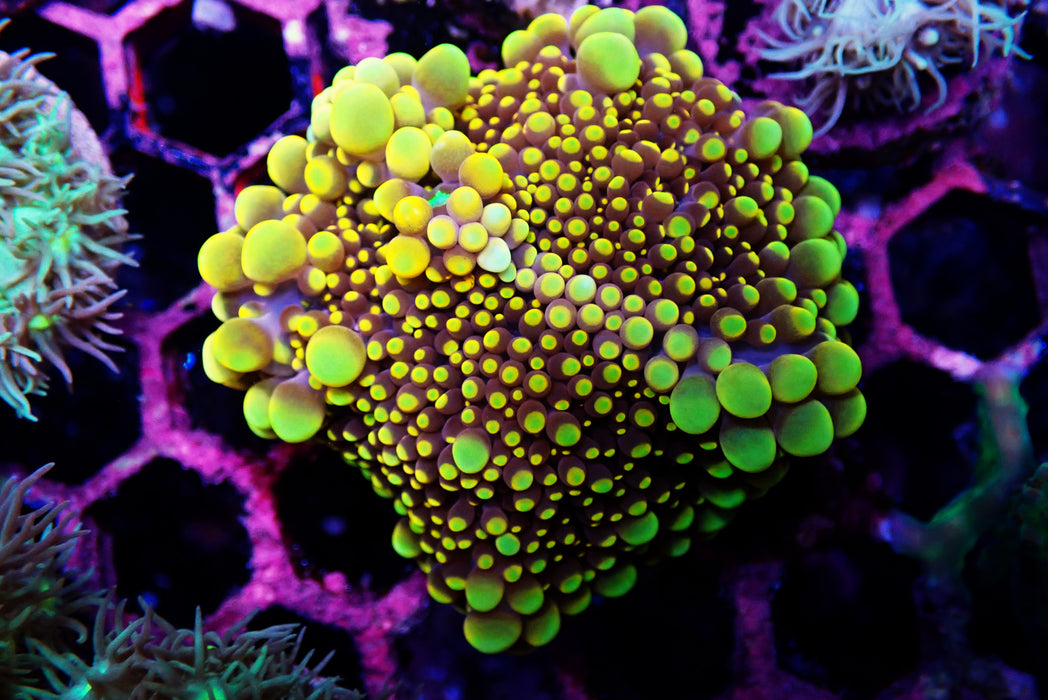 Goldilocks Ricordea Mushroom Medium