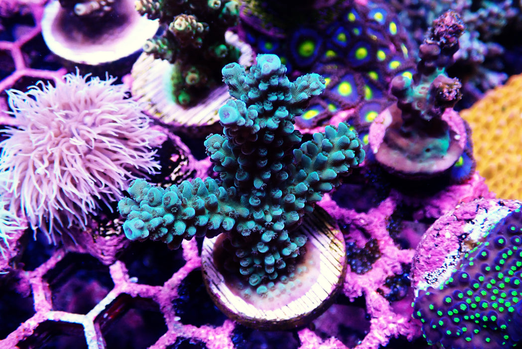 Acro Frag