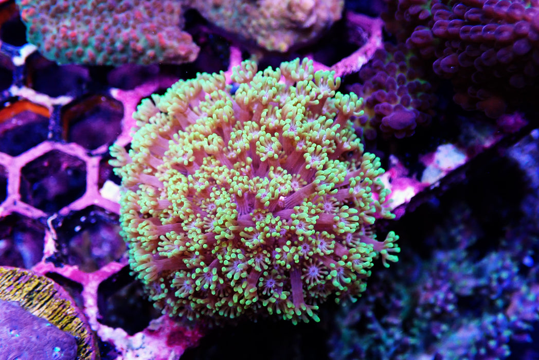 Goni Frag