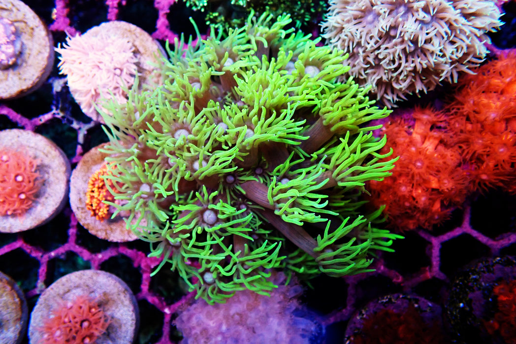 Goni Frag