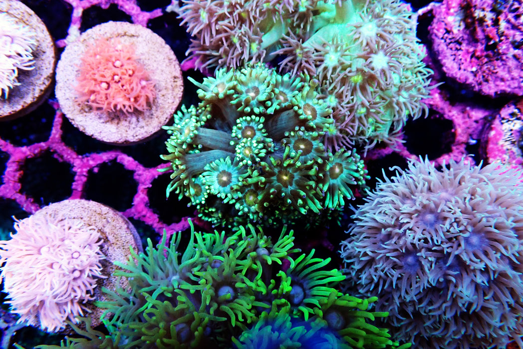 Goni Frag