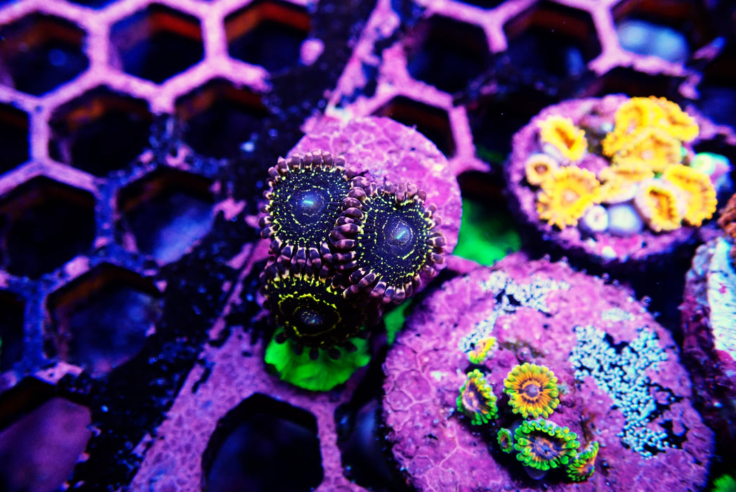 Stratosphere Zoas