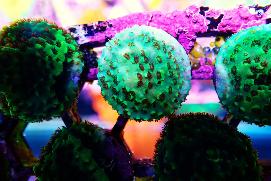 Fruity Pebbles Frags Small