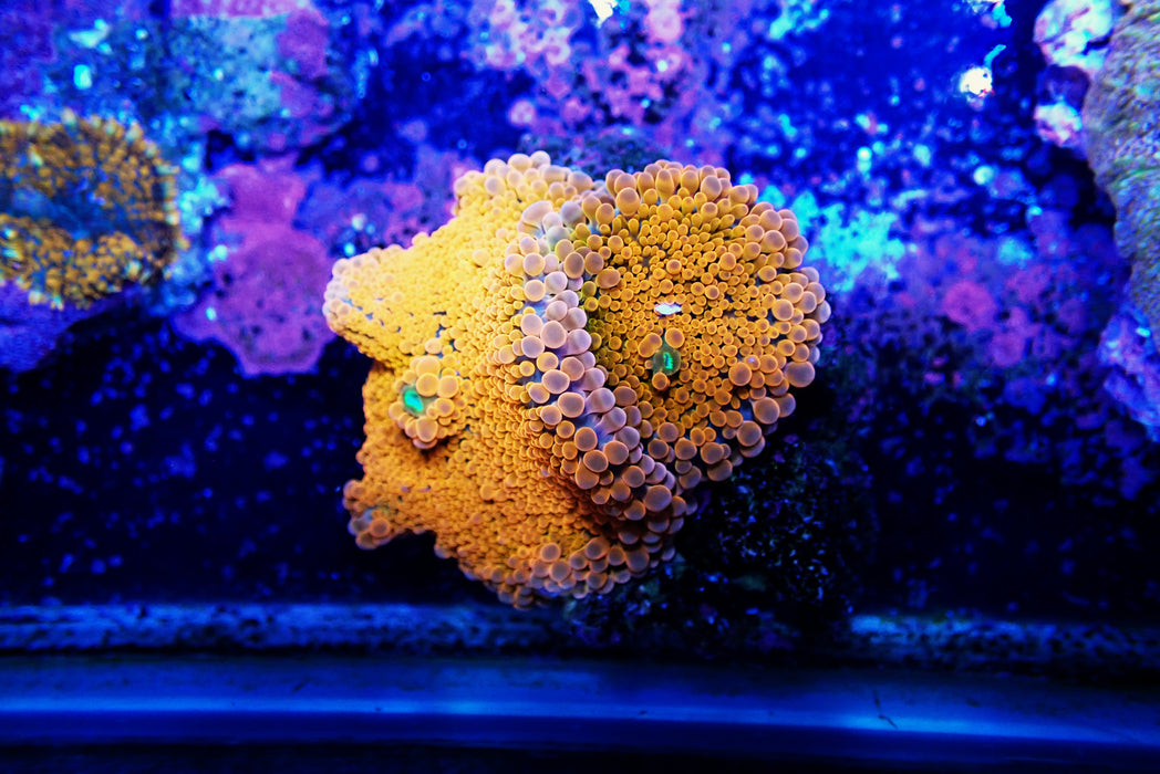 Orange Ricordea twins
