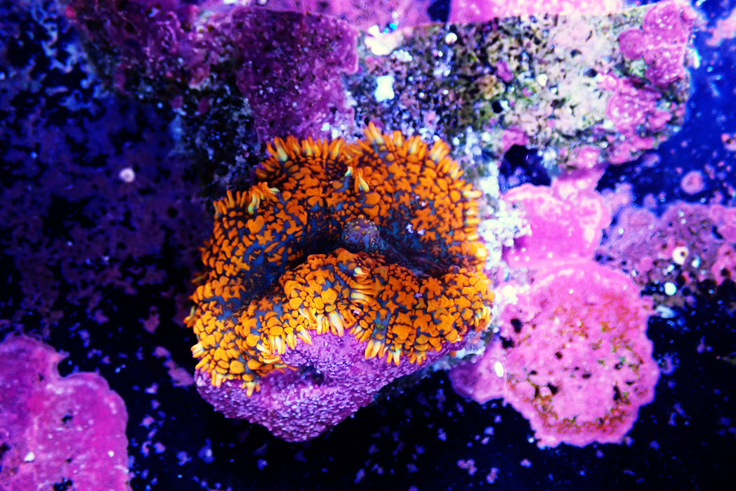 Bounce Rhodactis