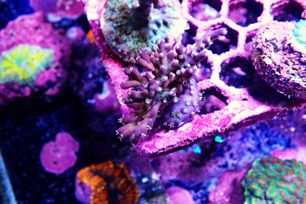 Acro Frag