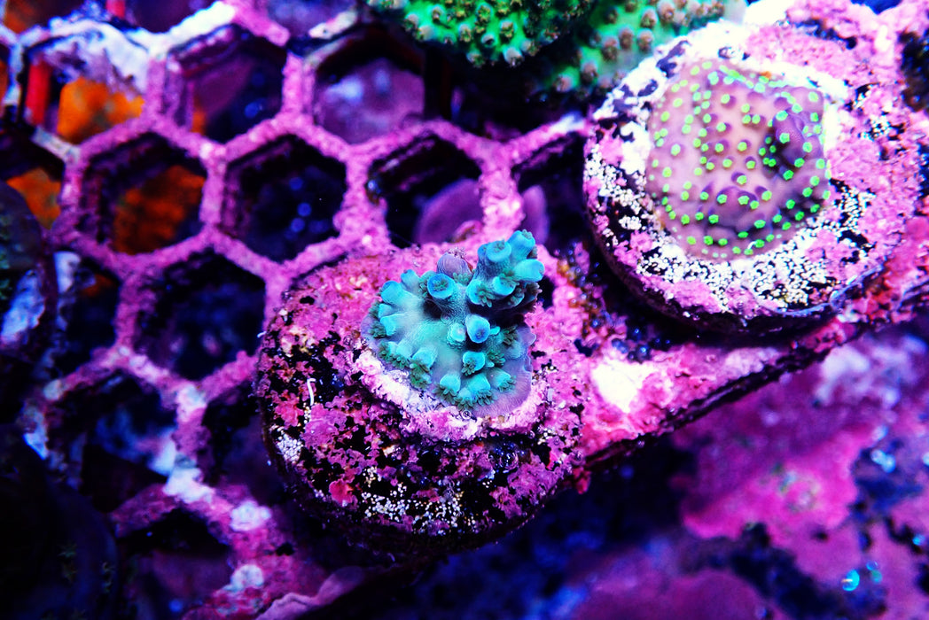 Blue Boy Acro Frag Small