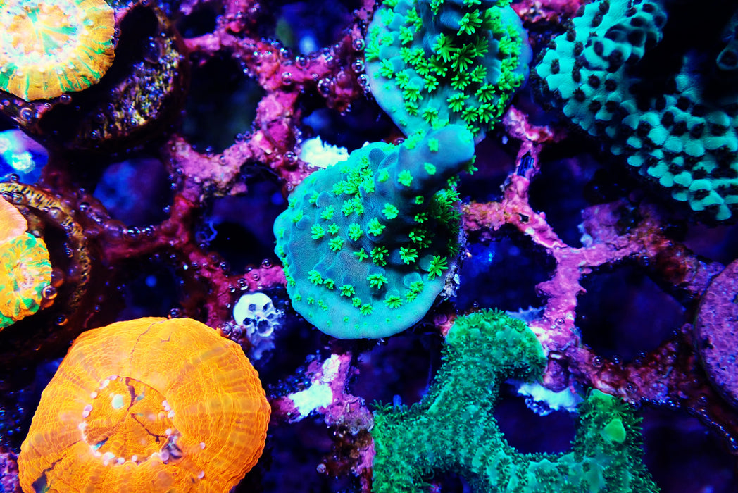 Kookoo Acro Frag